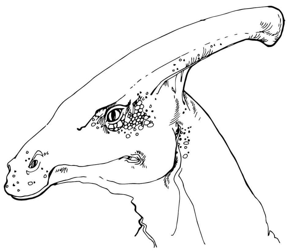 Parasaurolophus Head