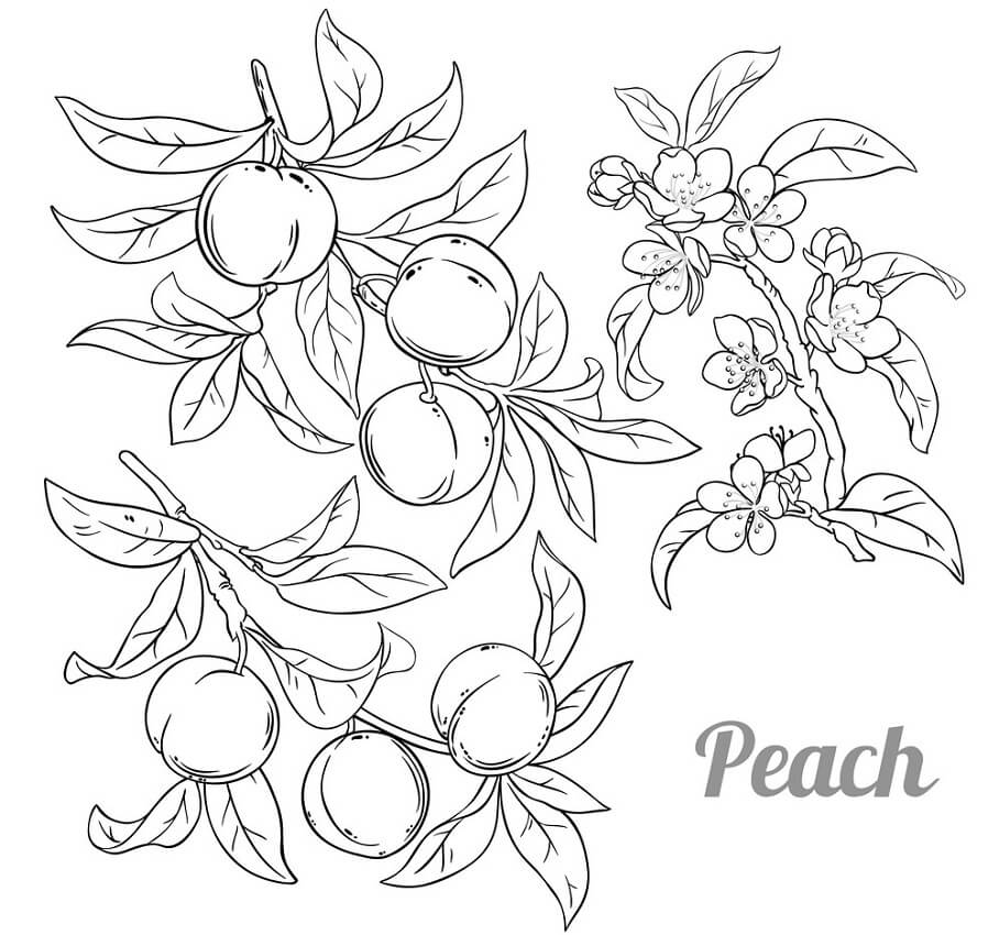 Peaches Coloring Page - Free Printable Coloring Pages for Kids