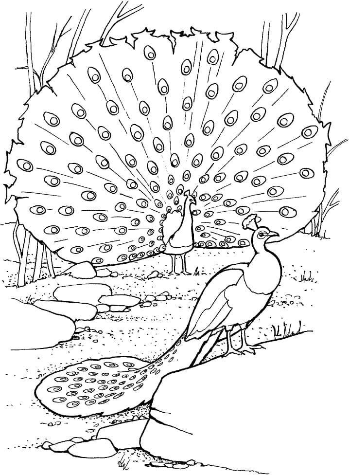 peacocks-coloring-page-free-printable-coloring-pages-for-kids