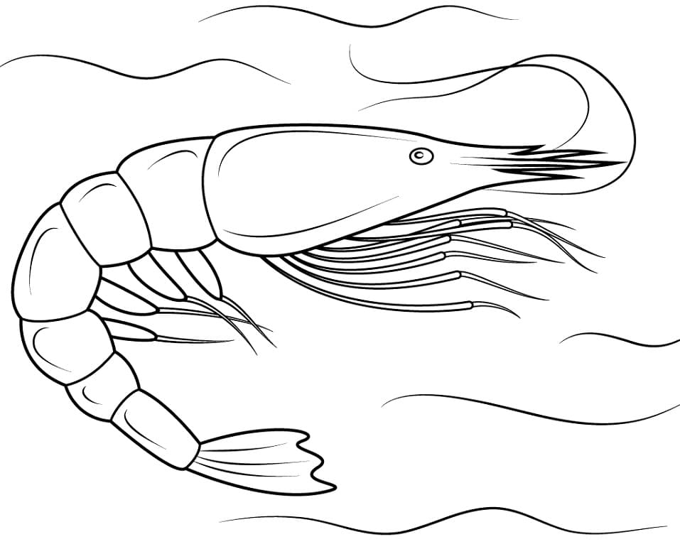 Penaeid Shrimp