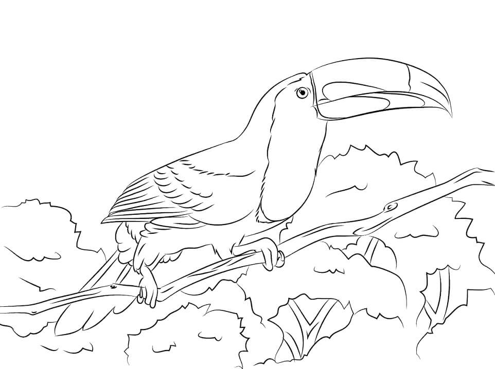 Perched Keel Billed Toucan Coloring Page - Free Printable Coloring