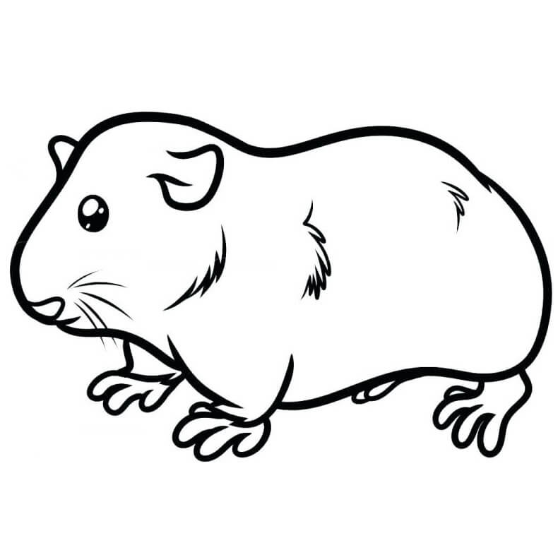 Guinea Pig Coloring Pages For Children