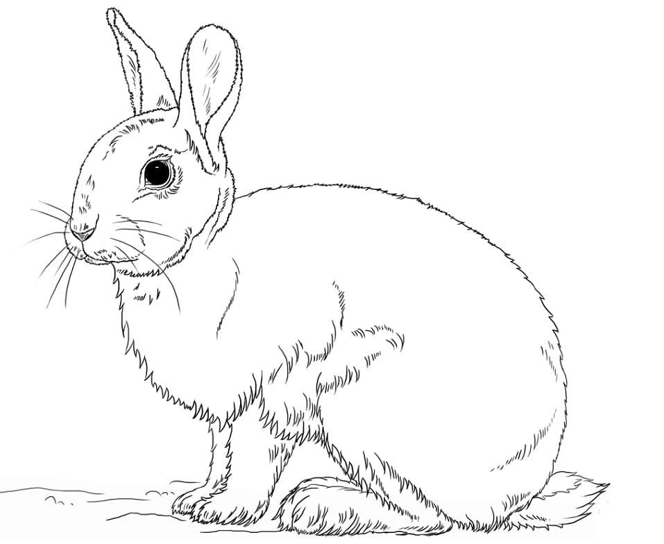 Pretty Rabbit