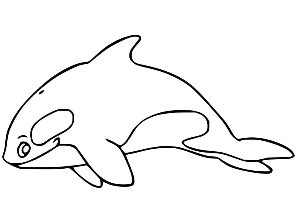 Print Killer Whale