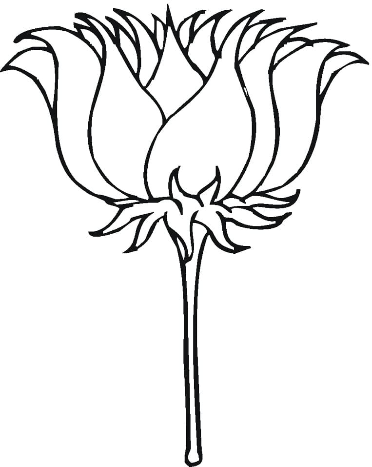 Print Lotus Flower