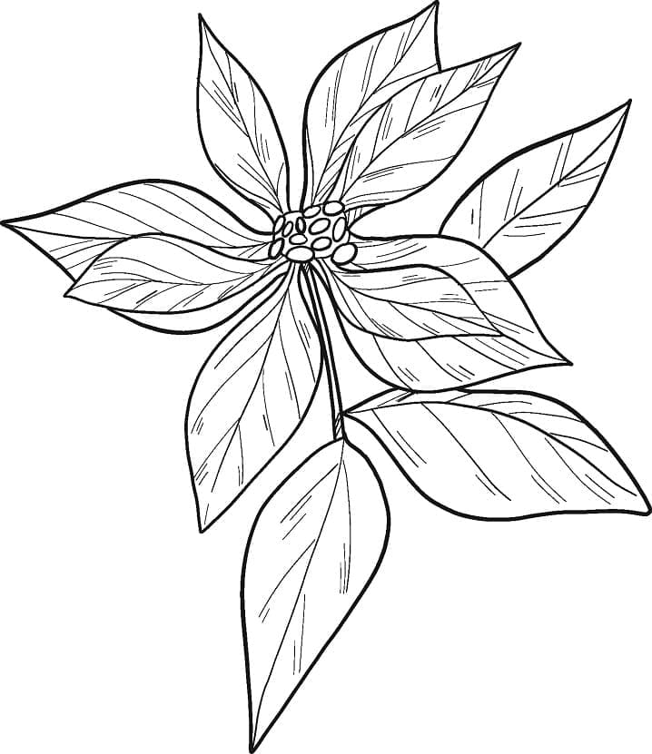 Print Poinsettia Flower