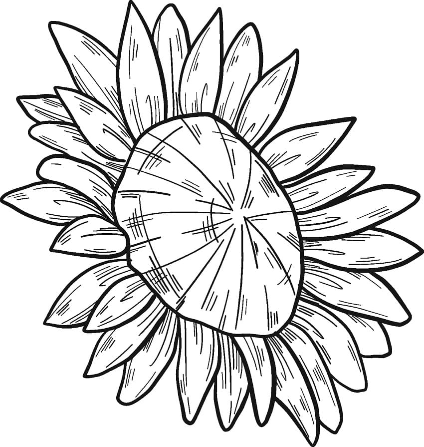 Print Sunflower