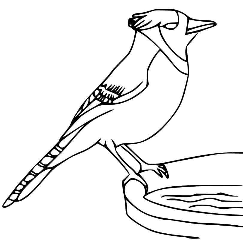 blue-jay-4-coloring-page-free-printable-coloring-pages-for-kids