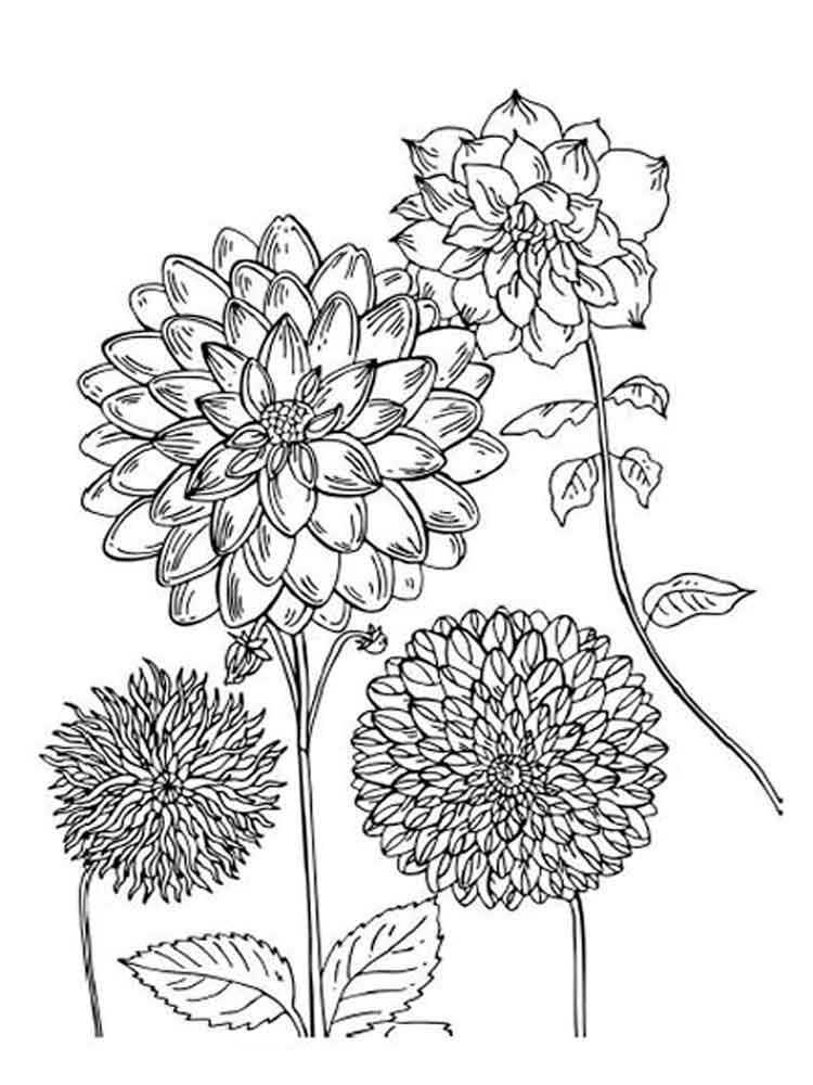 Printable Dahlia Flowers