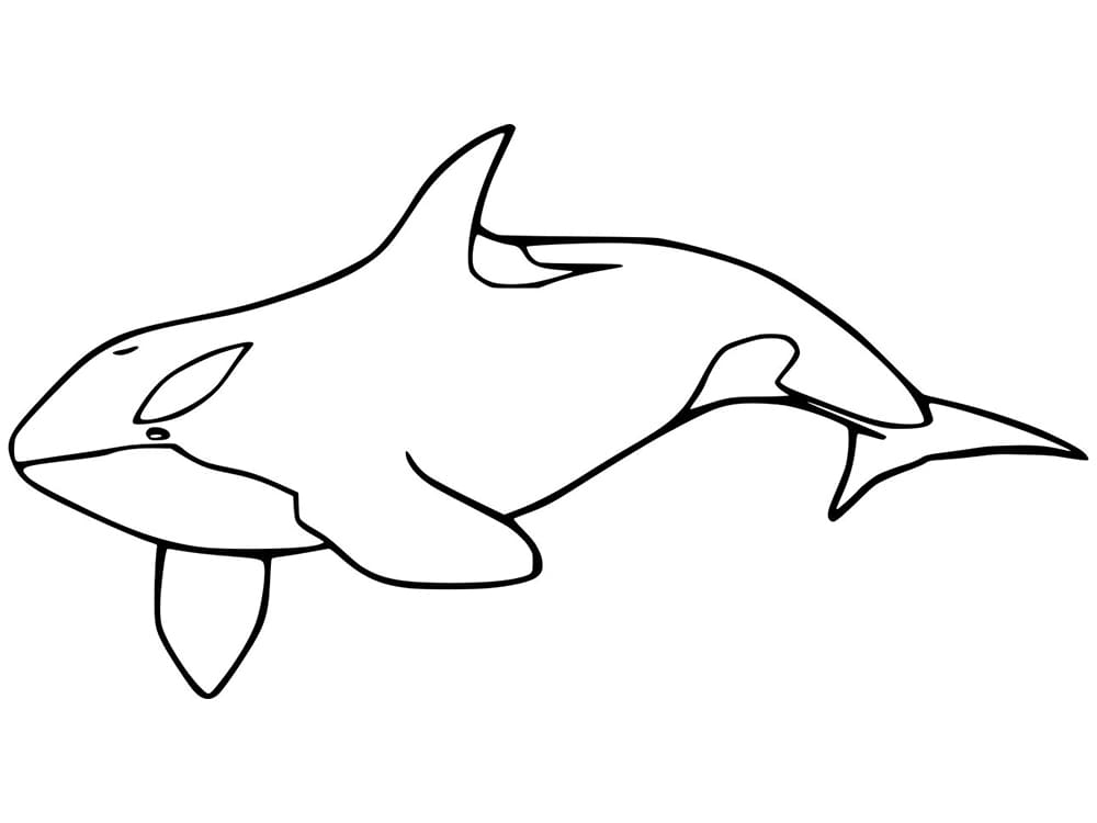 Killer Whale Orca Coloring Page Killer Whale Orca Coloring Page