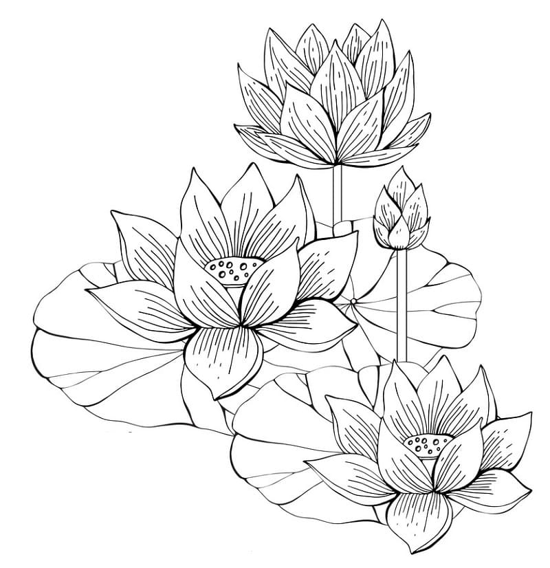 Printable Lotus Flowers