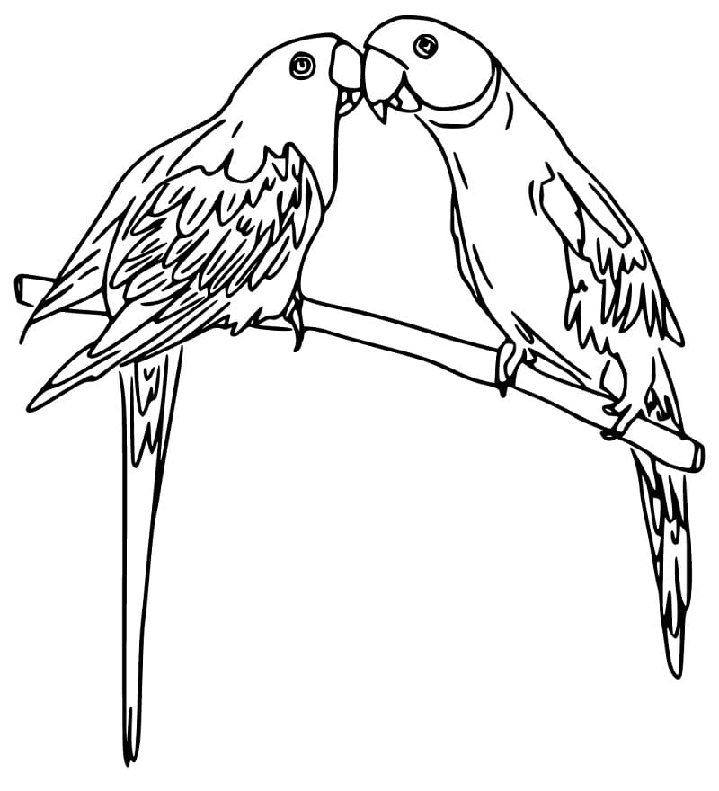 Cute Parakeet Coloring Page - Free Printable Coloring Pages for Kids