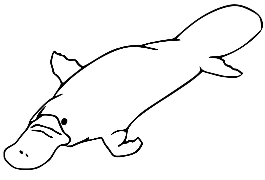 Duck Billed Platypus Coloring Page Coloring Pages