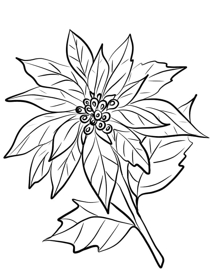 Printable Poinsettia Flower