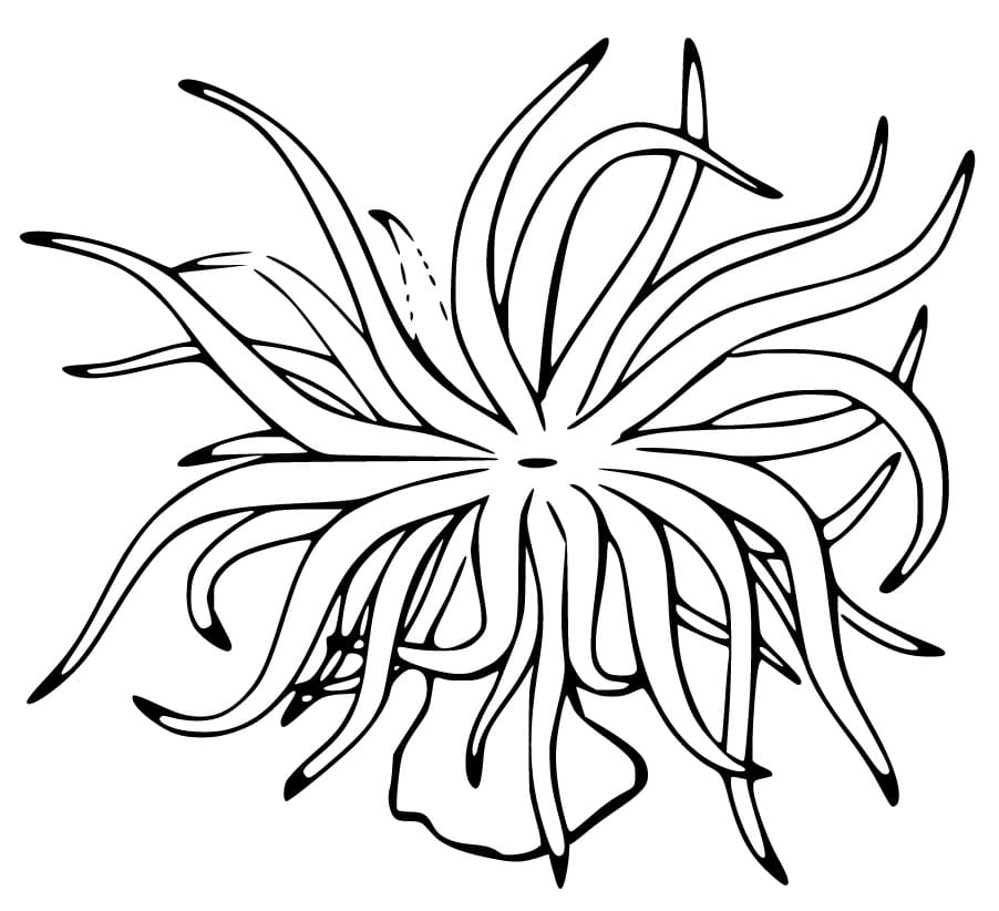 sea anemone coloring pages