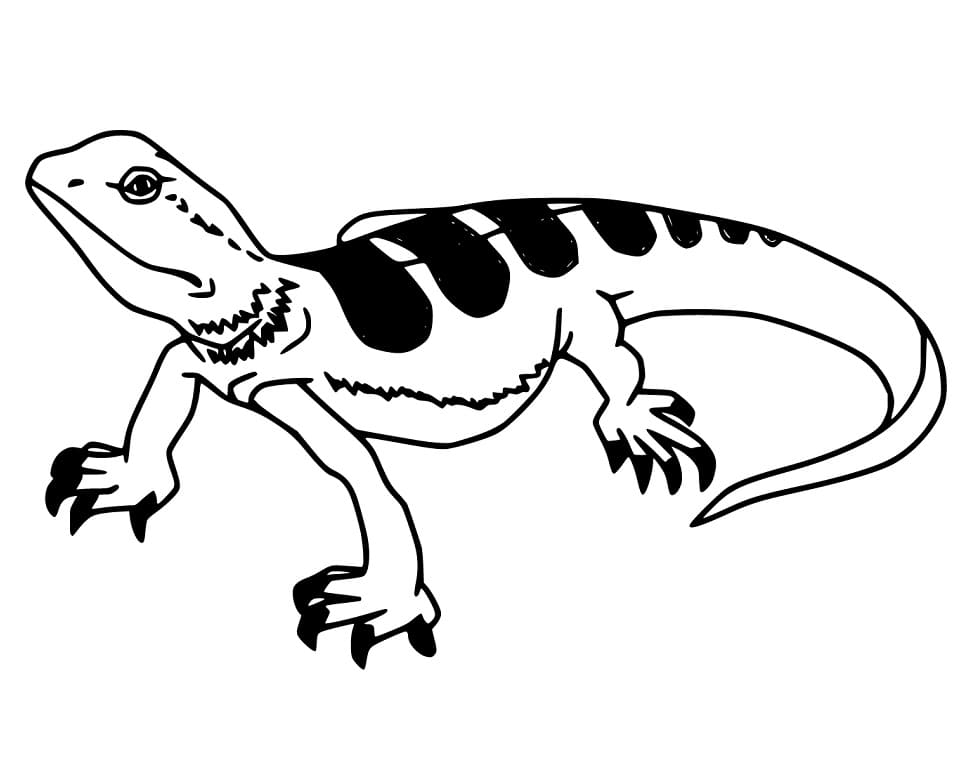 Blue Tongue Skink Coloring Page Sketch Coloring Page