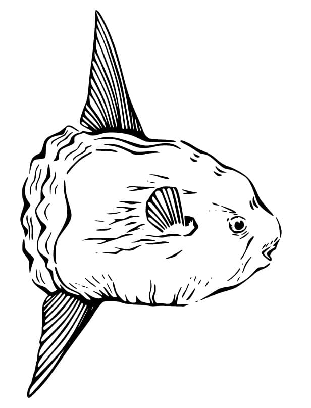 Printable Sunfish