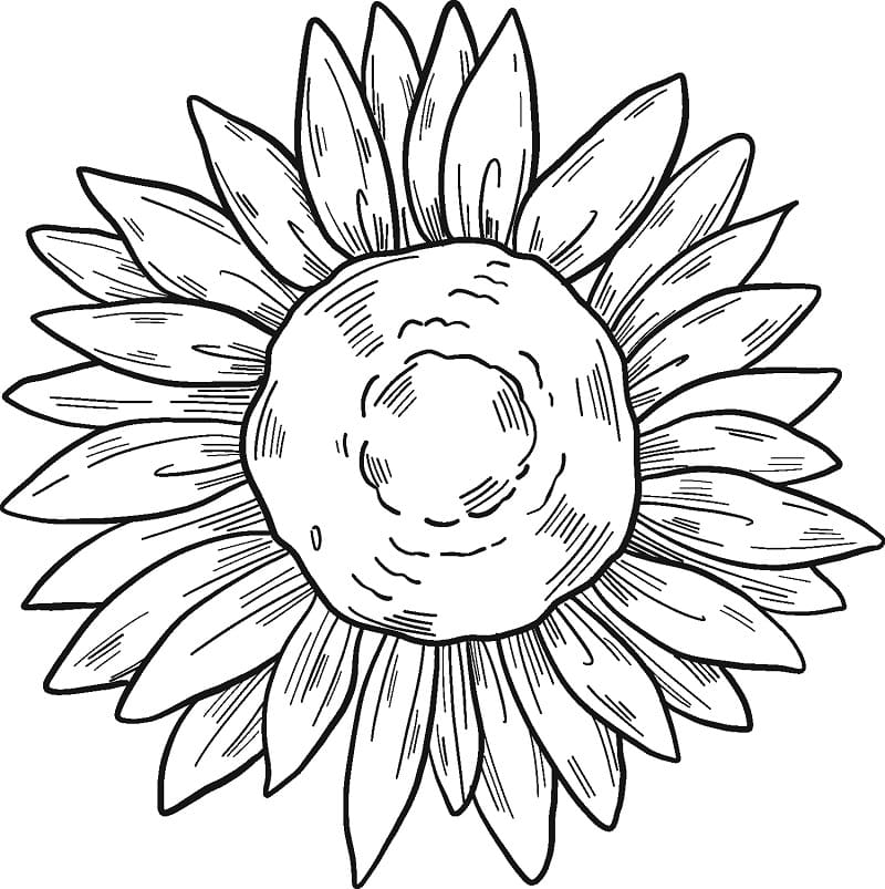 Printable Sunflower