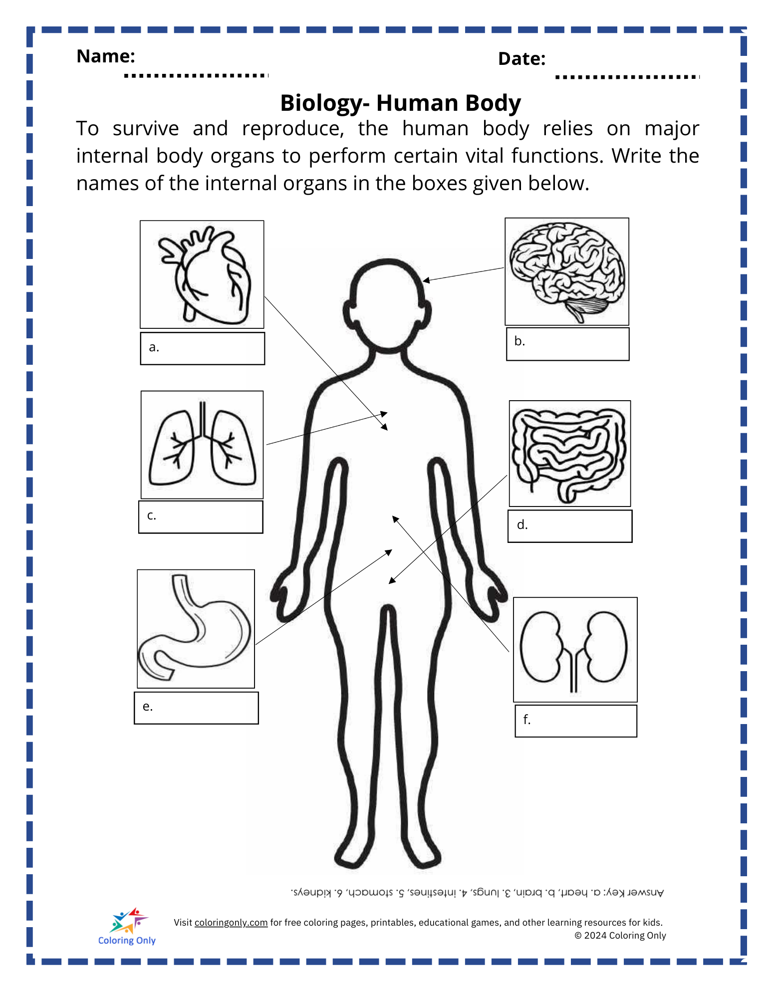 Biology- Human Body Free Printable Worksheet