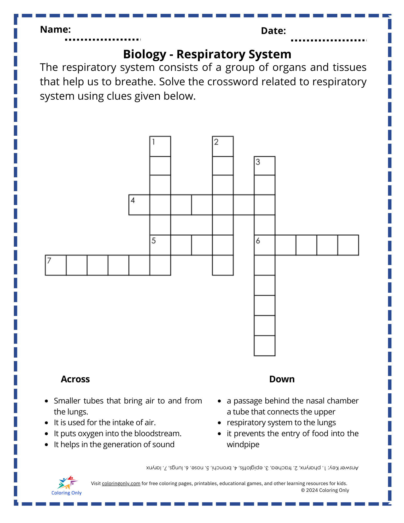 Biology – Respiratory System Free Printable Worksheet