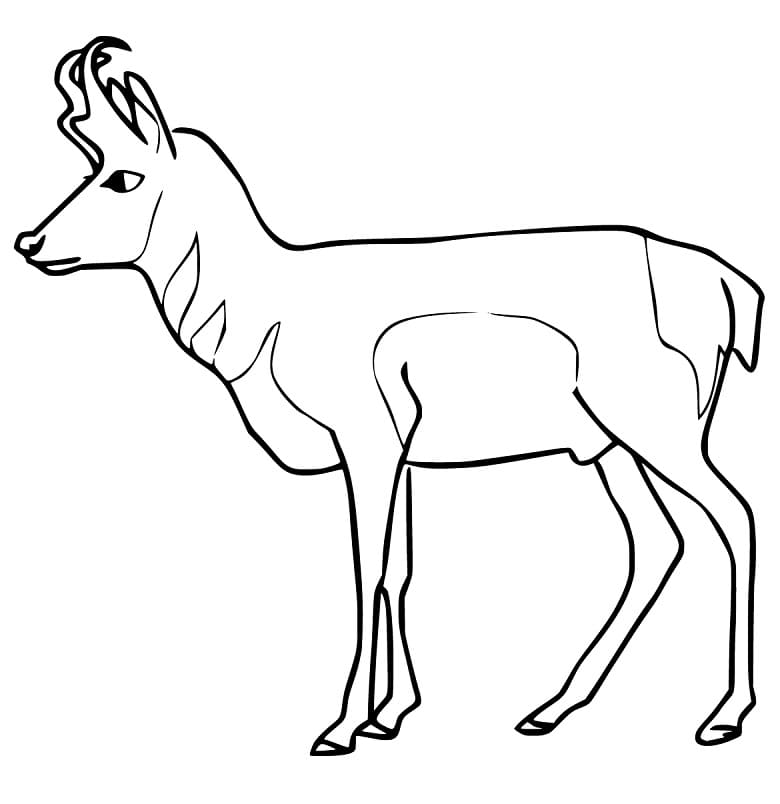 Free Printable Pronghorn Coloring Page - Free Printable Coloring Pages ...