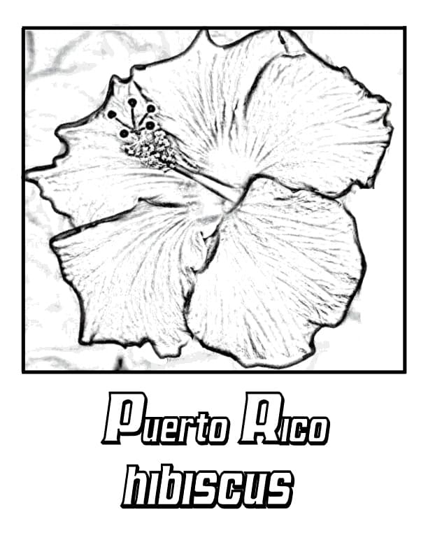 Puerto Rican Hibiscus 1