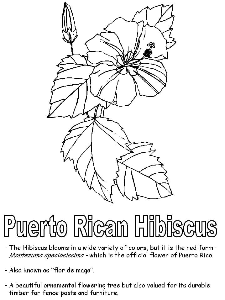 Puerto Rican Hibiscus