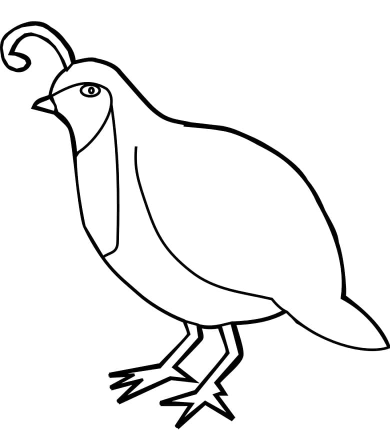 Realistic Quail Coloring Page - Free Printable Coloring Pages for Kids