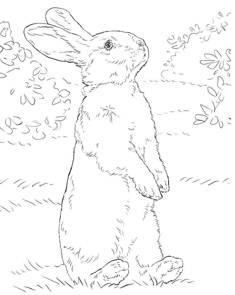 Rabbit Standing Coloring Page - Free Printable Coloring Pages for Kids