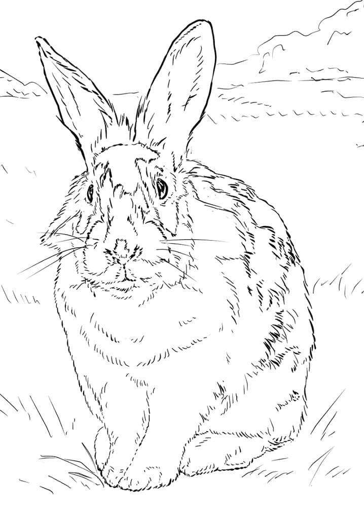 Rabbit on Grassland