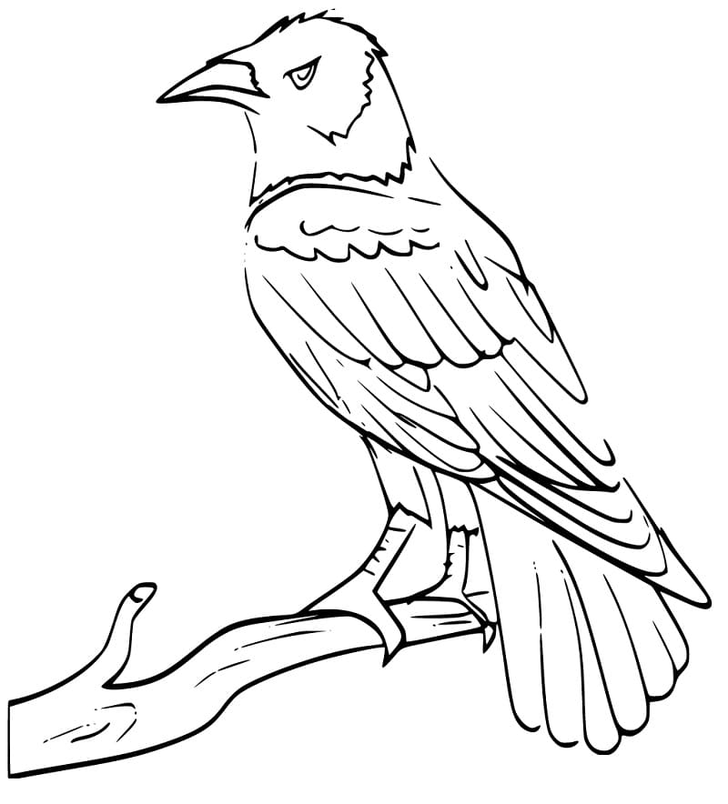 Free Raven Coloring Page - Free Printable Coloring Pages for Kids