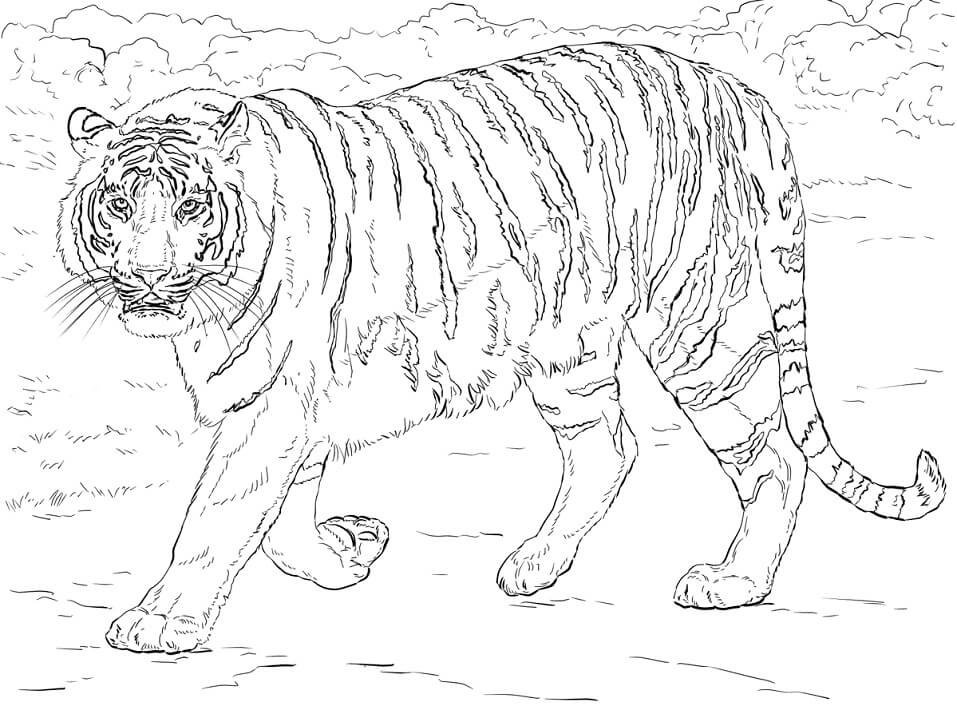 realistic bengal tiger coloring page free printable coloring pages for kids