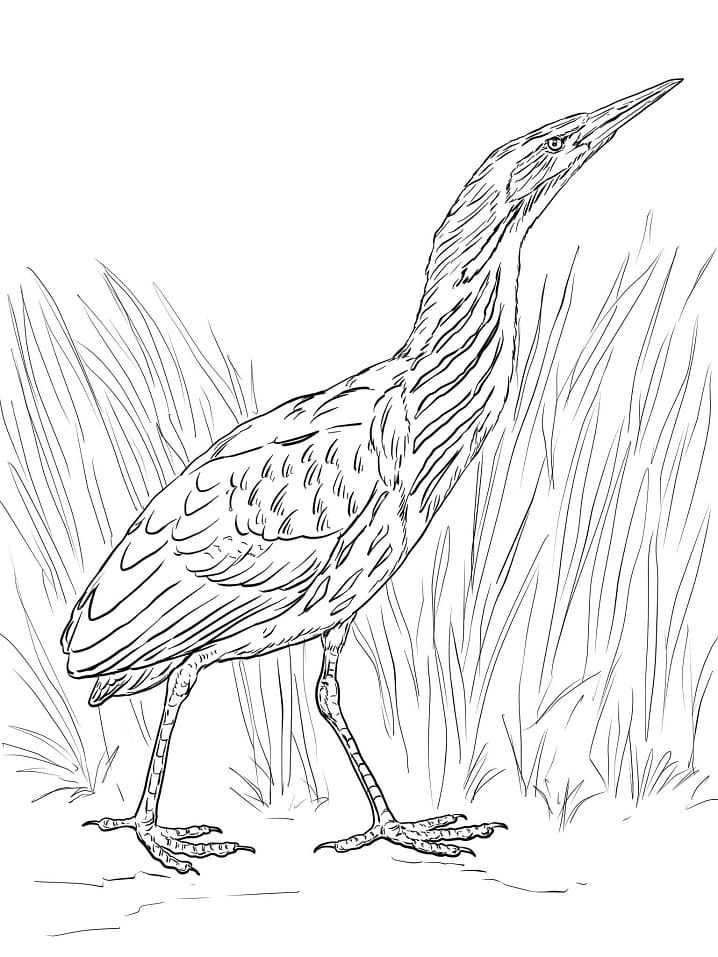 Realistic Bittern Coloring Page - Free Printable Coloring Pages for Kids