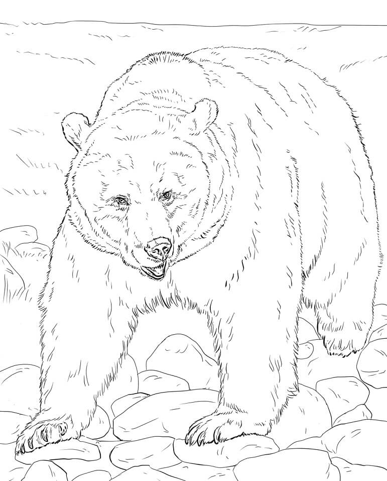 Realistic Brown Bear Coloring Page Free Printable Coloring Pages for Kids