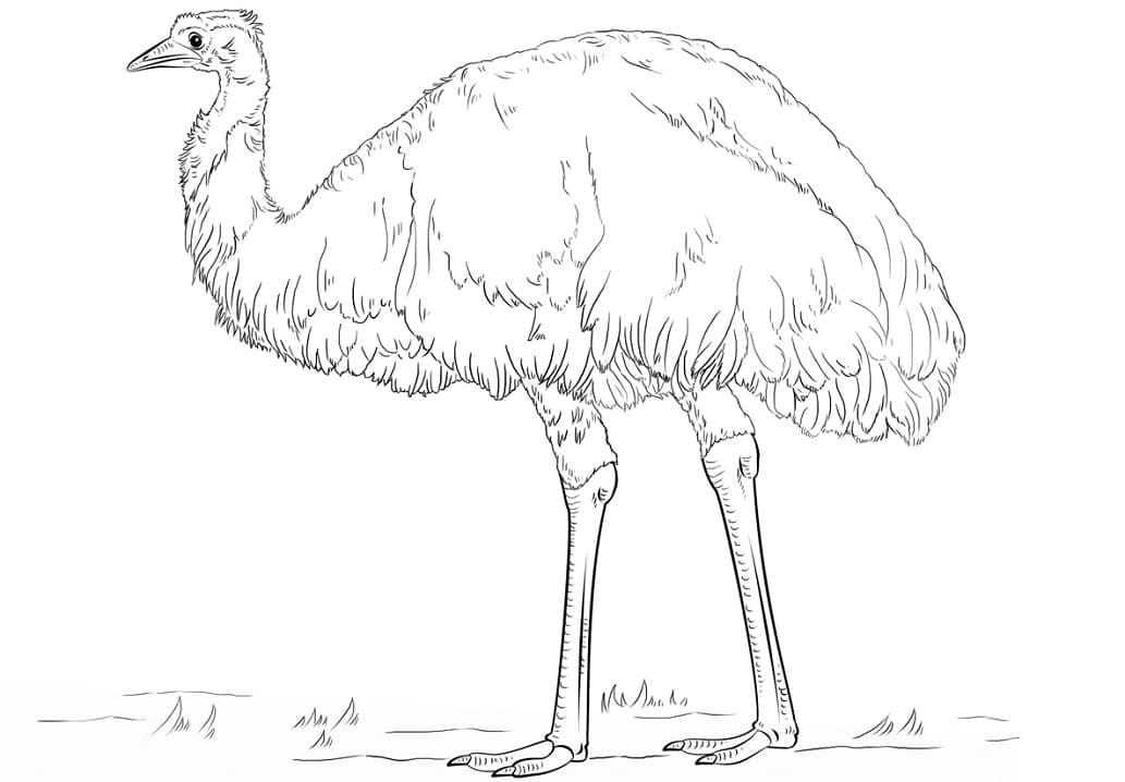 Realistic Emu