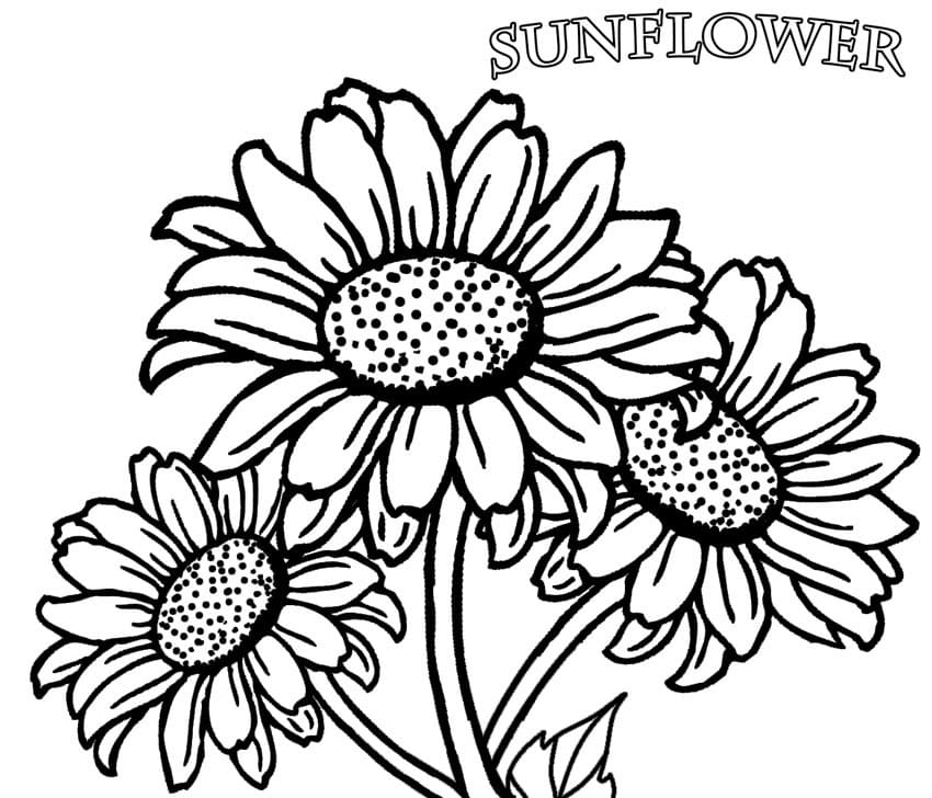 Pooh And Sunflowers Coloring Page - Free Printable Coloring Pages for Kids
