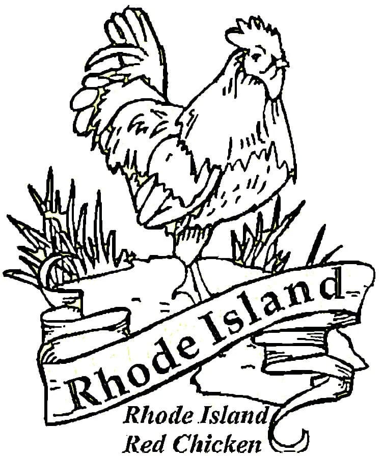 Red Chicken Of Rhode Island