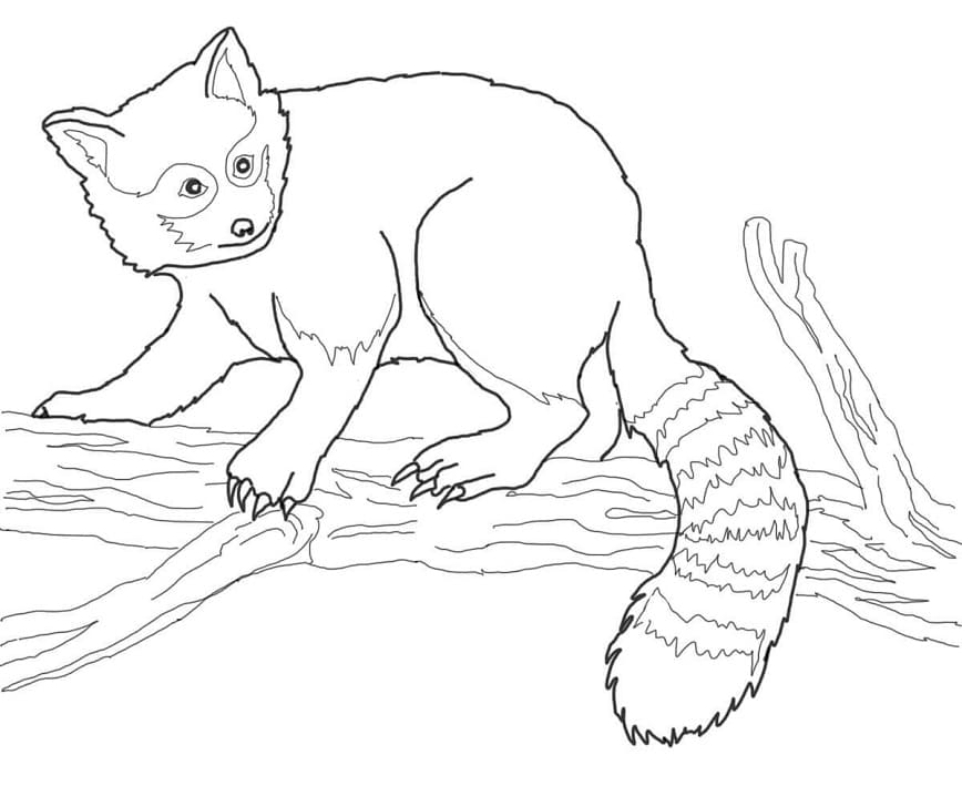Red Panda On Tree Coloring Page Free Printable Coloring Pages For Kids