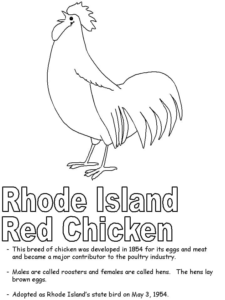 Rhode Island Red Chicken