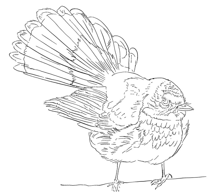 Fantail on the Branch Coloring Page - Free Printable Coloring Pages for