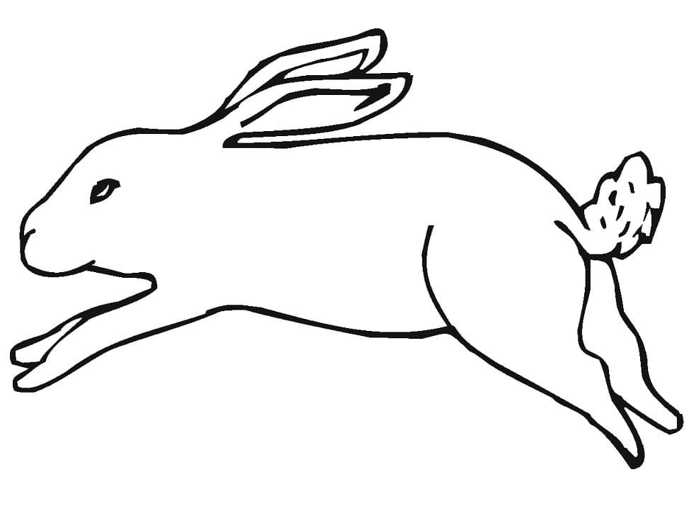 Running Jack Rabbit
