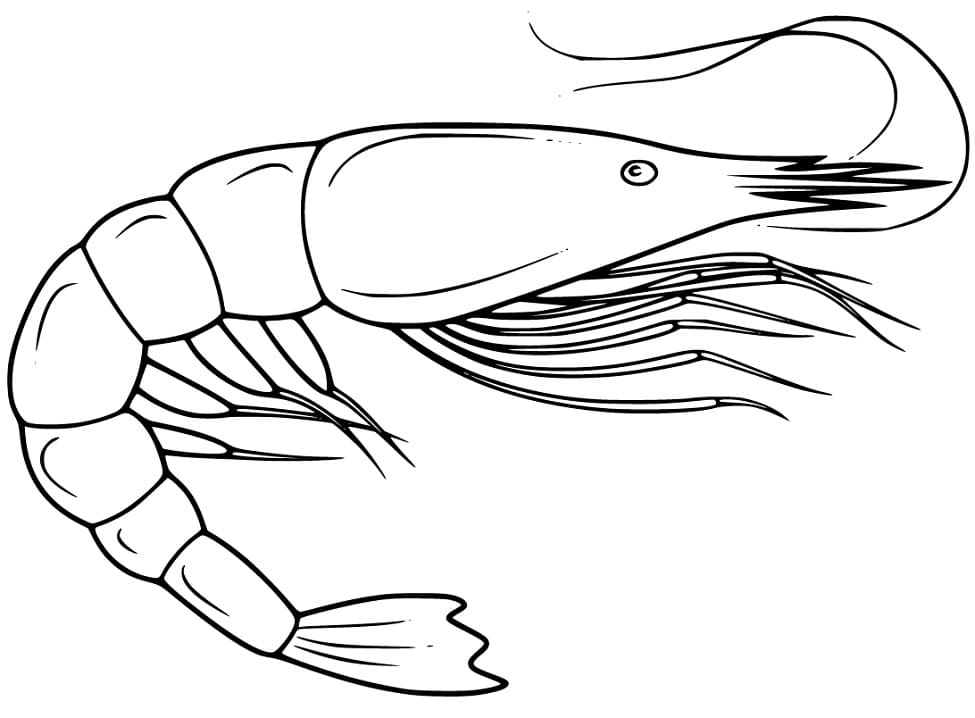 Sakura Shrimp Coloring Page - Free Printable Coloring Pages for Kids
