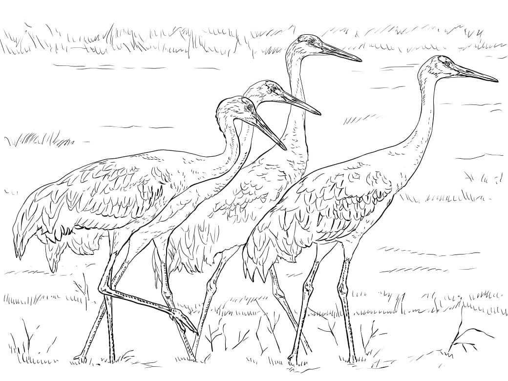 Sandhill Cranes 1