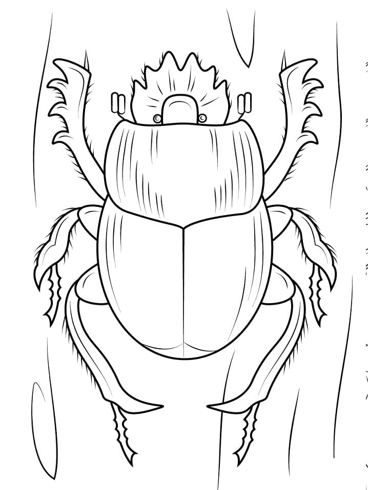 Scarabaeus Dung Beetle