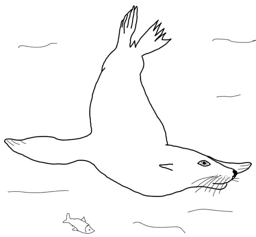 Sea Lion Drawing Tutorial  Tims Printables