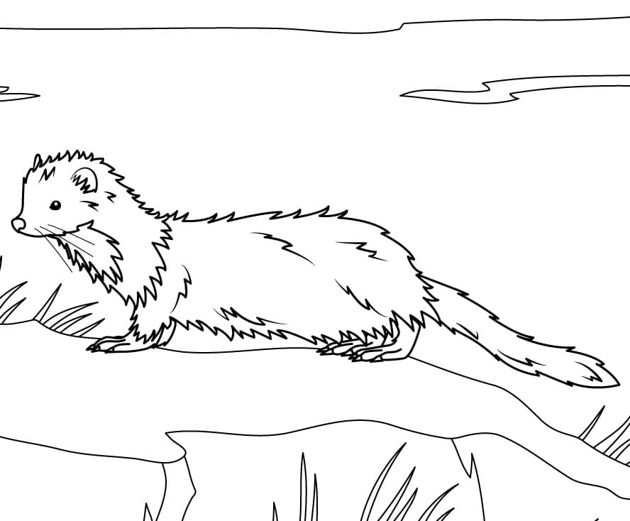 Marten Outline Coloring Page - Free Printable Coloring Pages for Kids