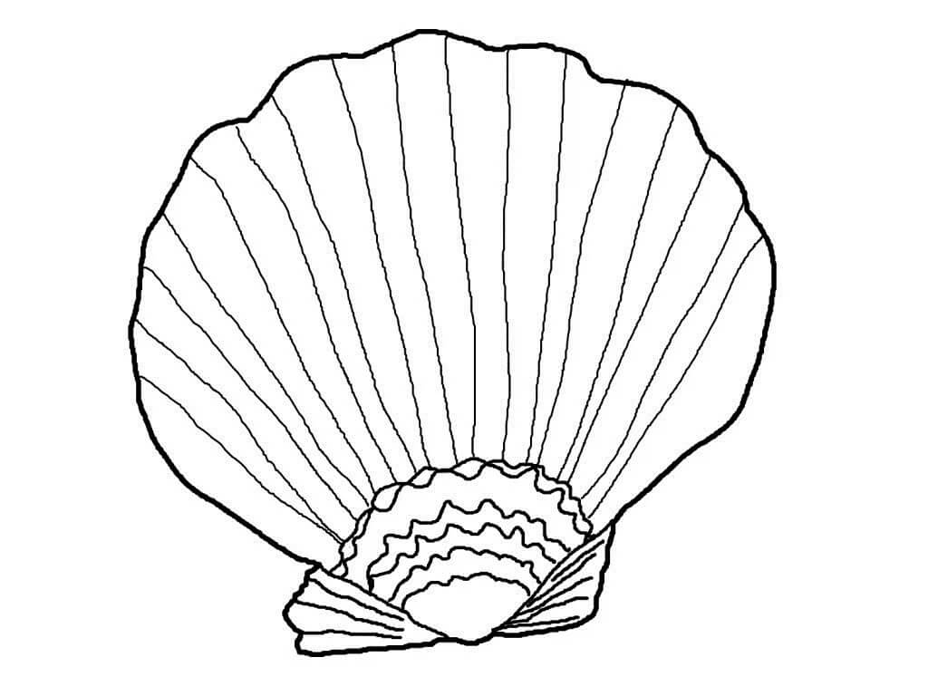 Seashell Coloring Page   Free Printable Coloring Pages for Kids