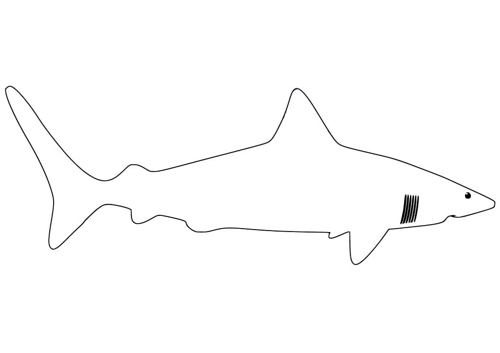 Shark Outline