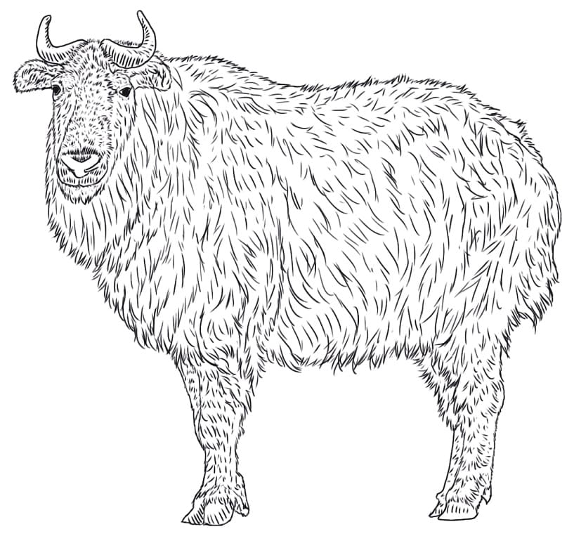 Sichuan Takin Coloring Page - Free Printable Coloring Pages for Kids