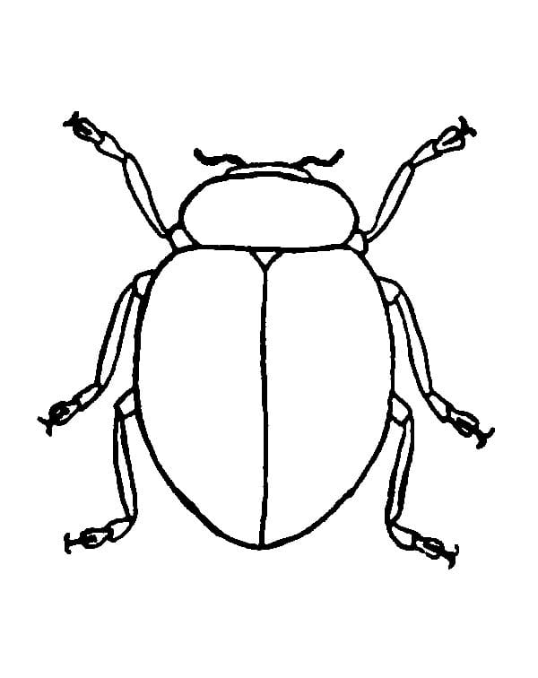 Simple Beetle